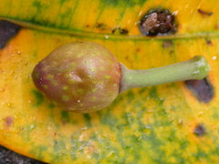 Ficus macrophylla macrophylla