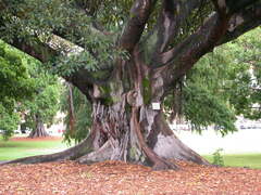 Ficus macrophylla macrophylla