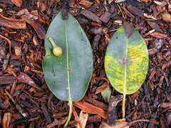 Ficus macrophylla macrophylla