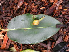 Ficus macrophylla macrophylla