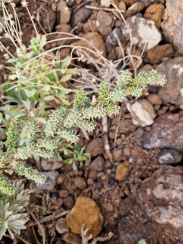 Image of Adenocarpus viscosus by (c) Jens-Christian Svenning, some rights reserved (CC BY)