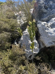 Olea capensis capensis
