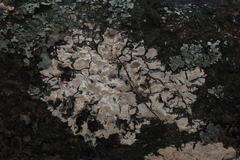 Cylindrobasidium evolvens