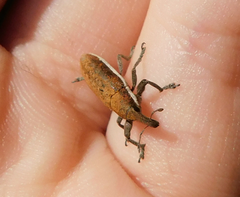 Lixus ochraceus