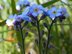 Myosotis graui