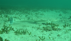 Platycephalus fuscus