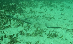 Platycephalus fuscus