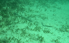 Platycephalus fuscus