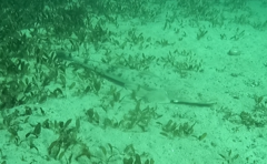 Platycephalus fuscus