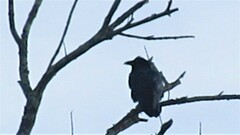 Corvus ossifragus