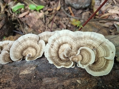 Trametes menziesii