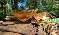 Trametes menziesii