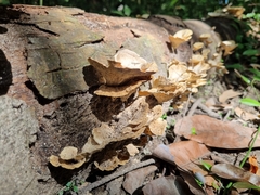 Trametes menziesii