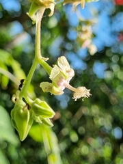 Abutilon giganteum