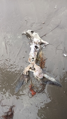 Callorhinchus callorynchus