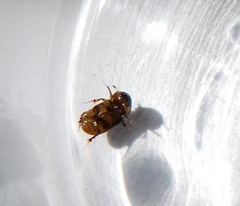 Labarrus lividus