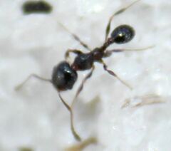 Pheidole adrianoi
