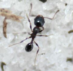 Pheidole adrianoi
