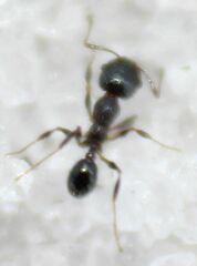 Pheidole adrianoi