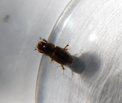 Labarrus lividus