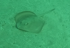 Trygonoptera testacea