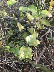 Smilax glauca