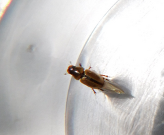 Labarrus lividus