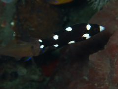 Bodianus axillaris