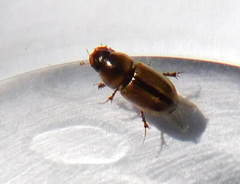 Labarrus lividus