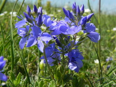 Veronica orsiniana