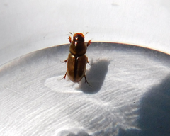 Labarrus lividus