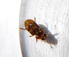 Labarrus lividus