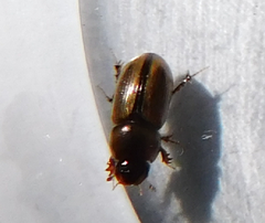 Labarrus lividus