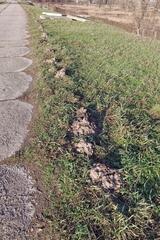 Talpa europaea