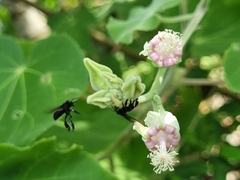 Meliponini