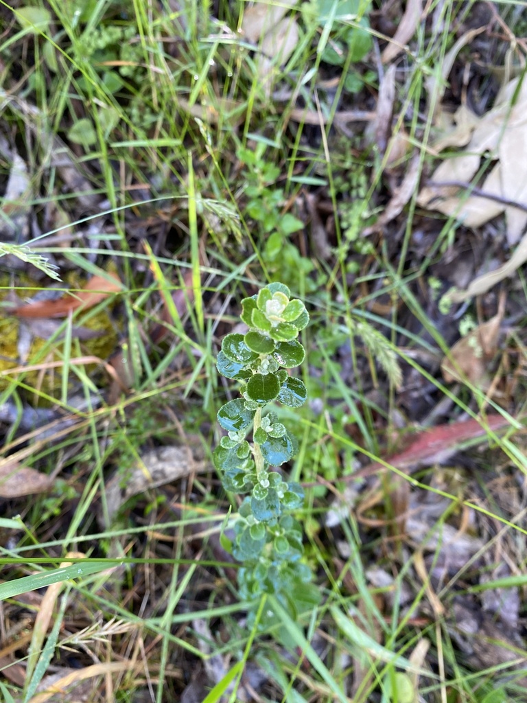 Grey Everlasting from Dandenong Ranges National Park, Tremont, VIC, AU