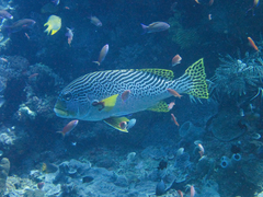 Plectorhinchus lineatus