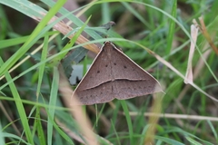 Epidesmia chilonaria