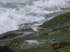 Charadrius dealbatus