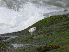 Charadrius dealbatus