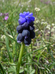 Muscari neglectum