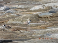 Charadrius dealbatus