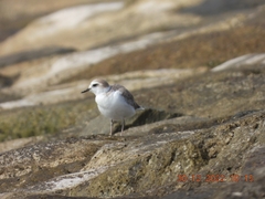 Charadrius dealbatus