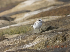 Charadrius dealbatus
