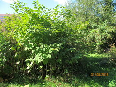 Reynoutria japonica