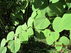 Reynoutria japonica
