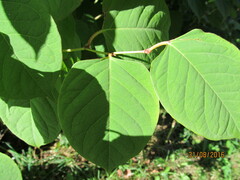 Reynoutria japonica