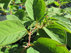 Reynoutria japonica