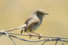 Prinia maculosa