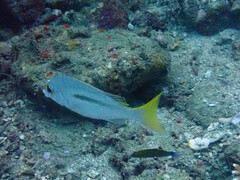 Scolopsis monogramma